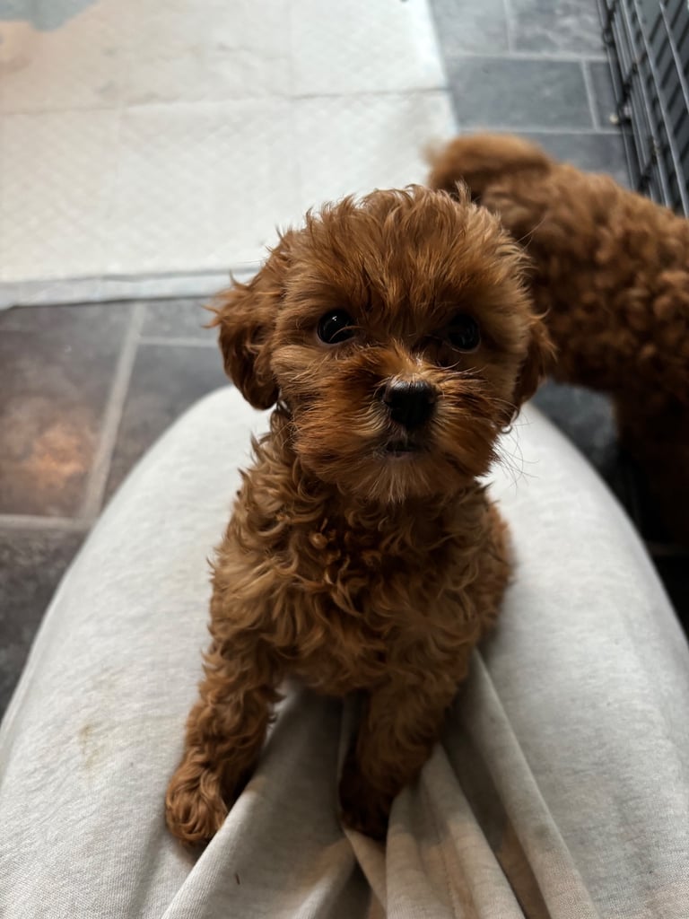 image for Cavapoo puppies 