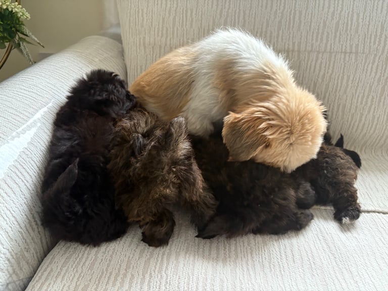 Shih Tzu x poodle 