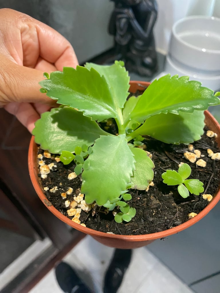 image for Mother of thousands/kalanchoe