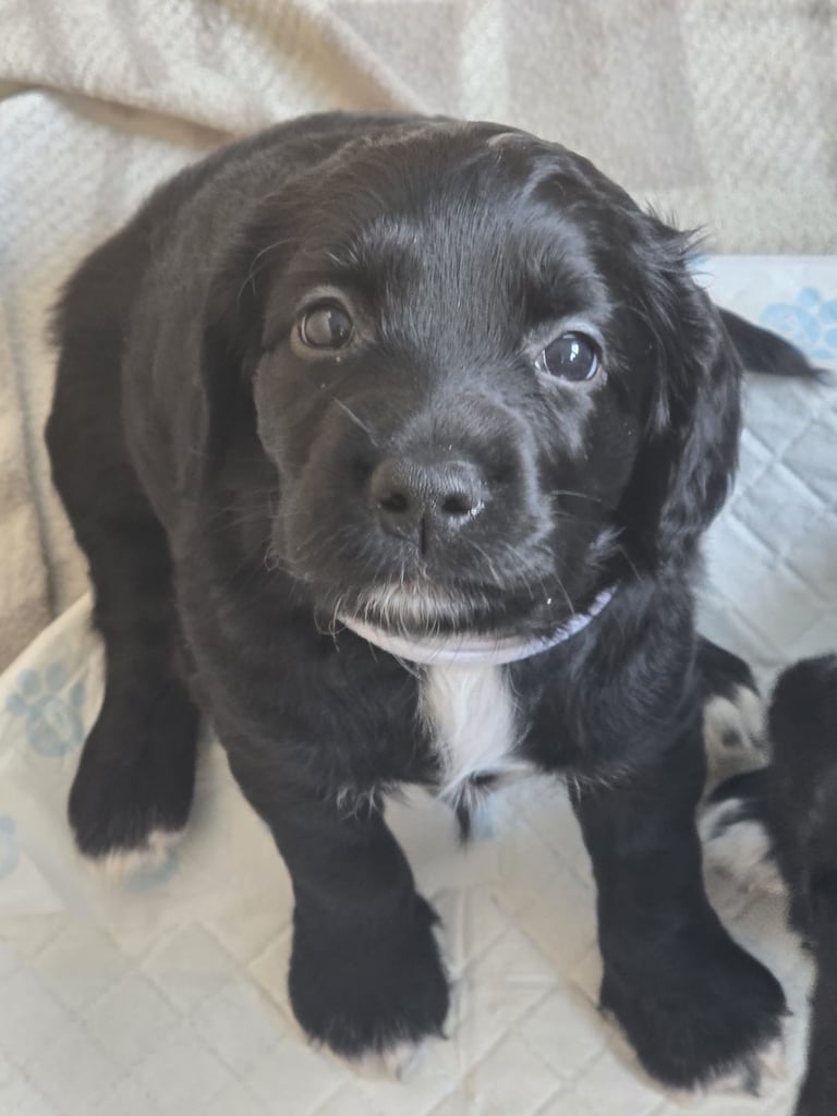 Only 1 Sprocker Girl Left!