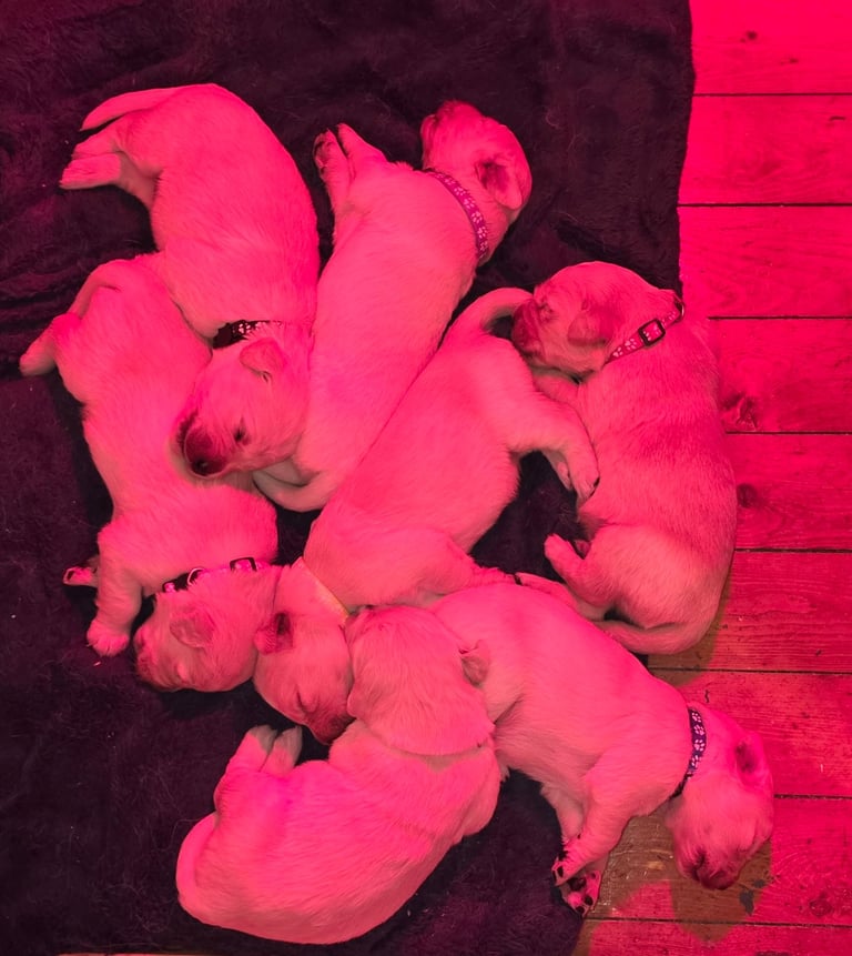 Golden retriever puppies 