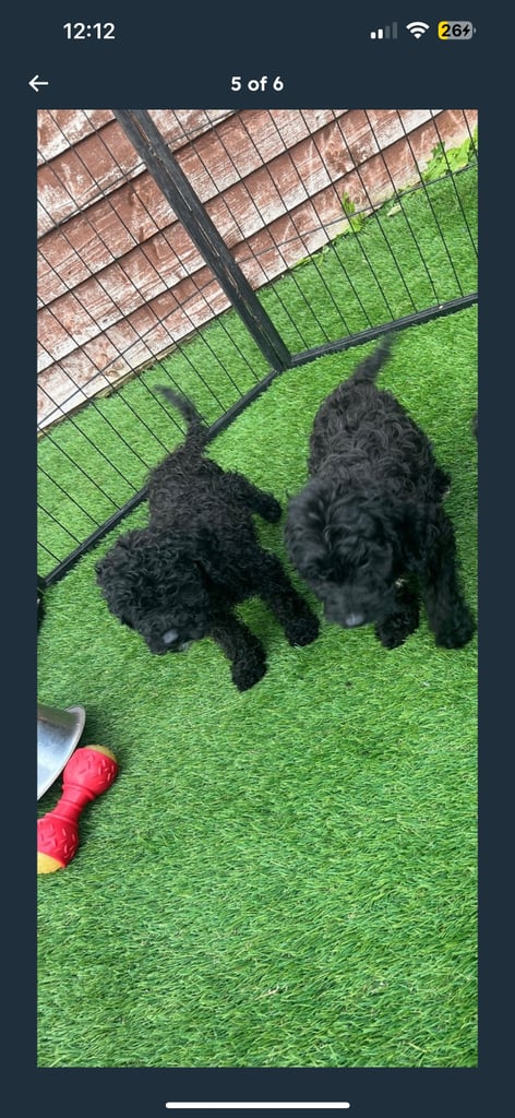 F2b cockapoos 
