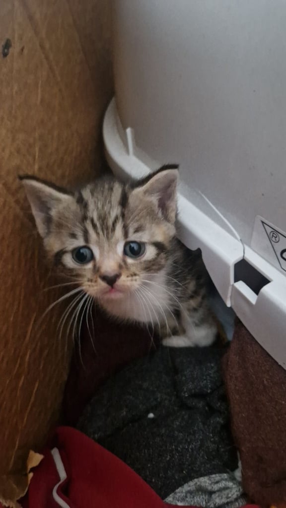 Kittens for sale