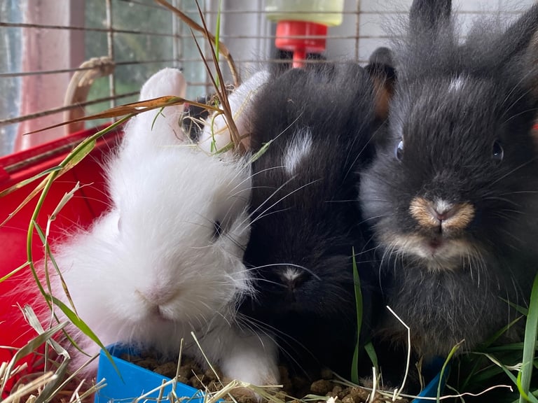 The lion head cross lop