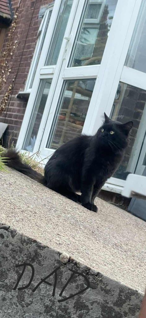 Gorgeous British Kittens For Sale 