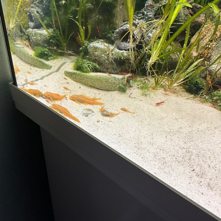 Super red pleco 