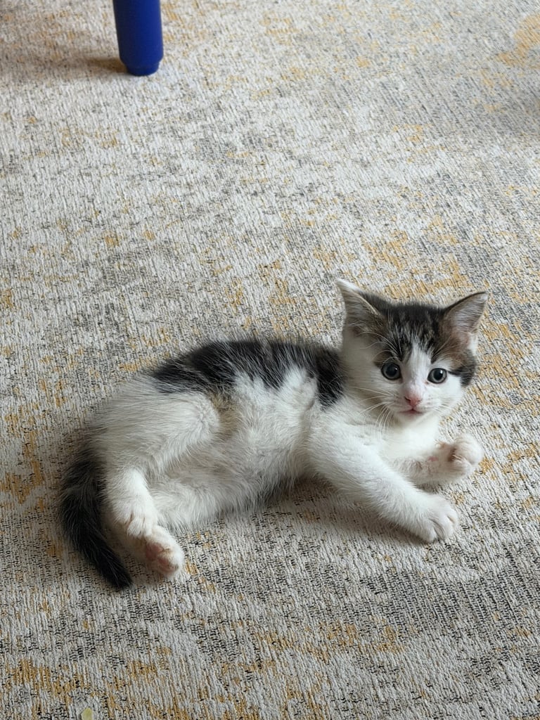 Adorable 8-Week-Old Male Tabby Kitten – Ready for His New Home 🐾