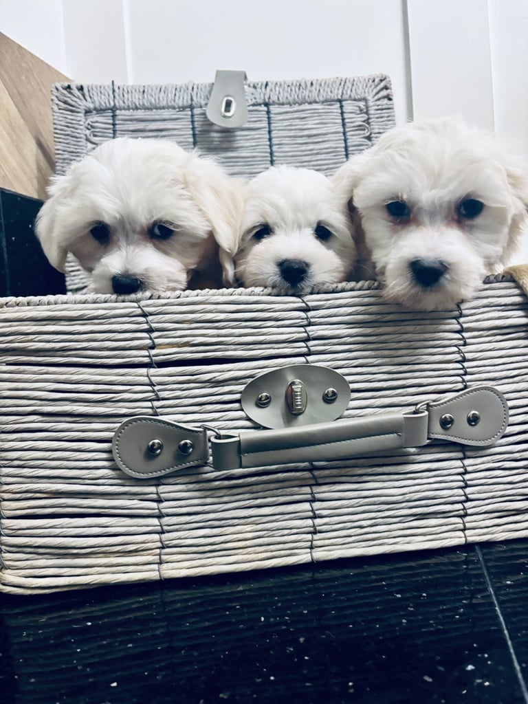 1 maltese girl left 🩷