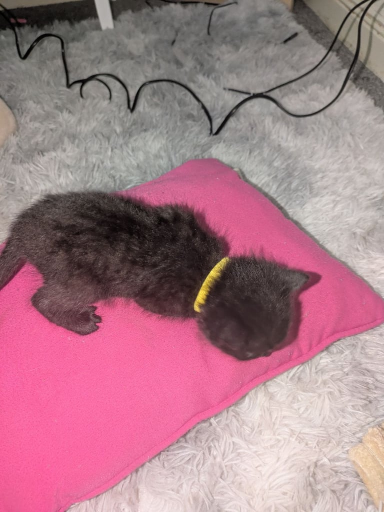 Kittens for sale 