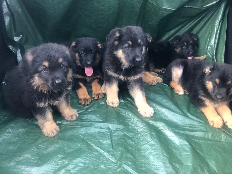 German shepherd puppies