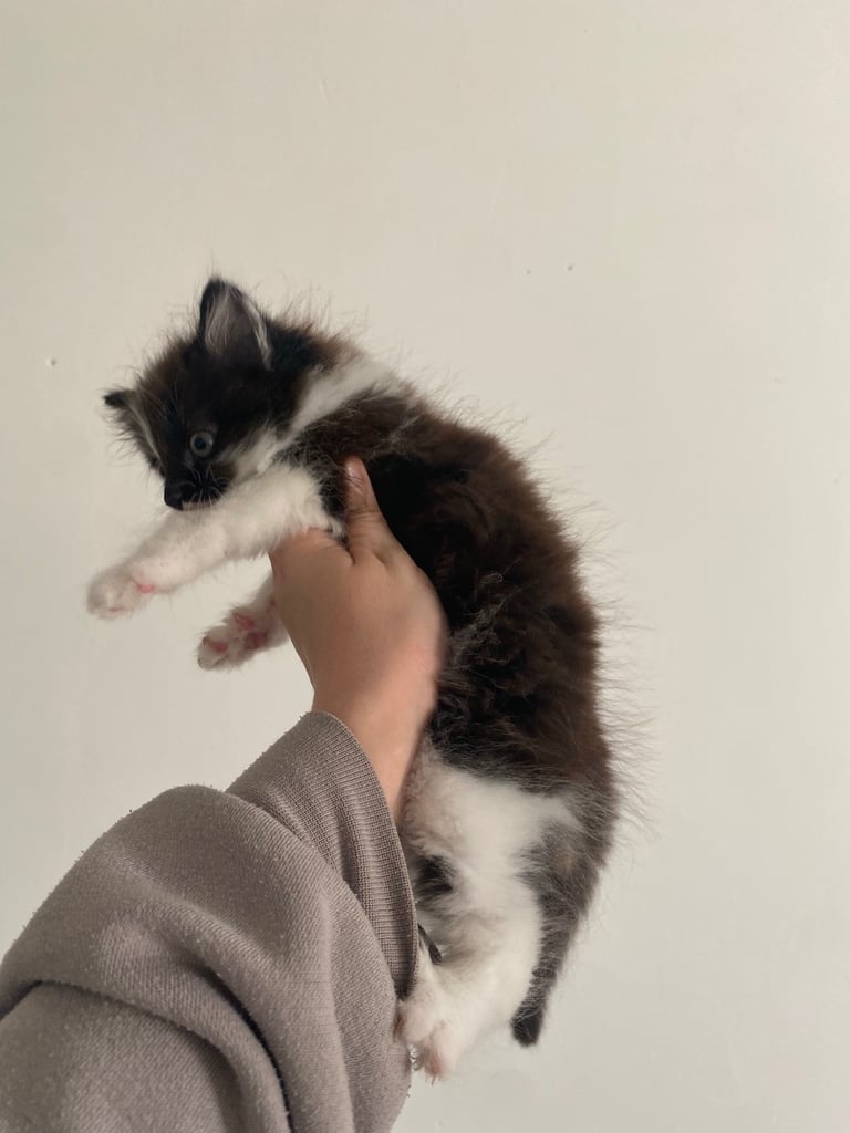 image for Kitten