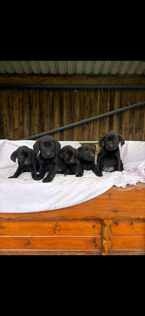 Labradore puppies