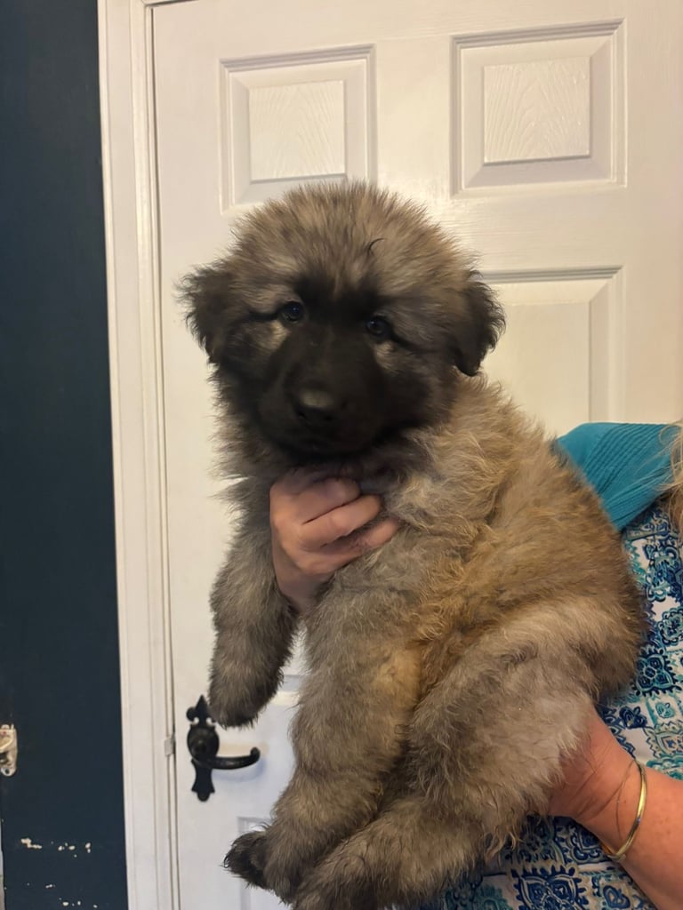 KC Straight Back Long Coat GSD Puppies.
