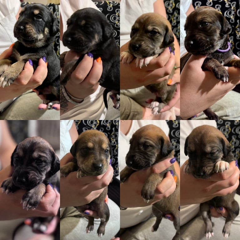 ⭐️Saluki Cross Puppies⭐️ READY 08/12/2025