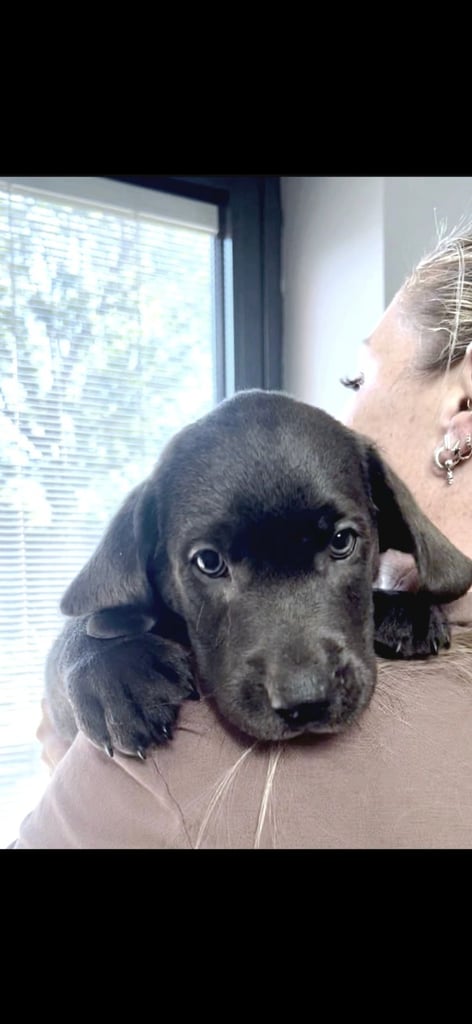 Ready for their forever homes Gorgeous top pedigree charcoal champagne Labrador