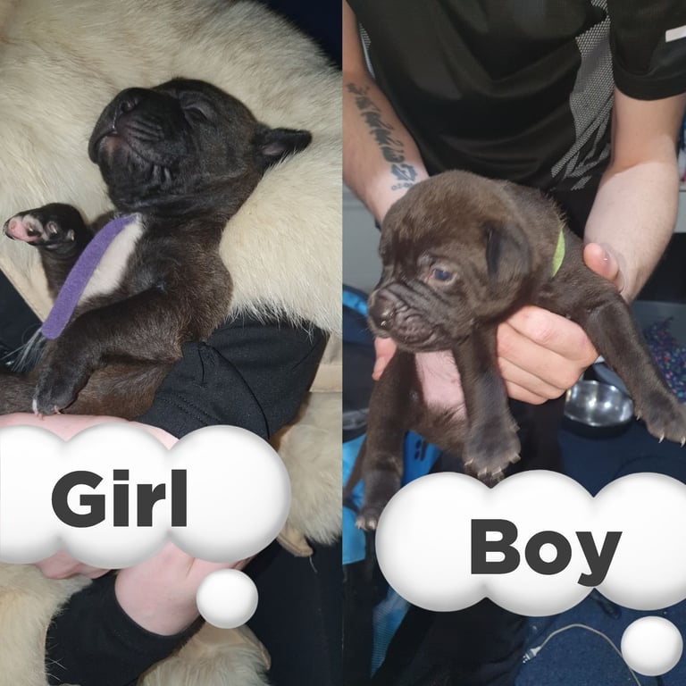 Staff x shar pei puppies only 2 left 