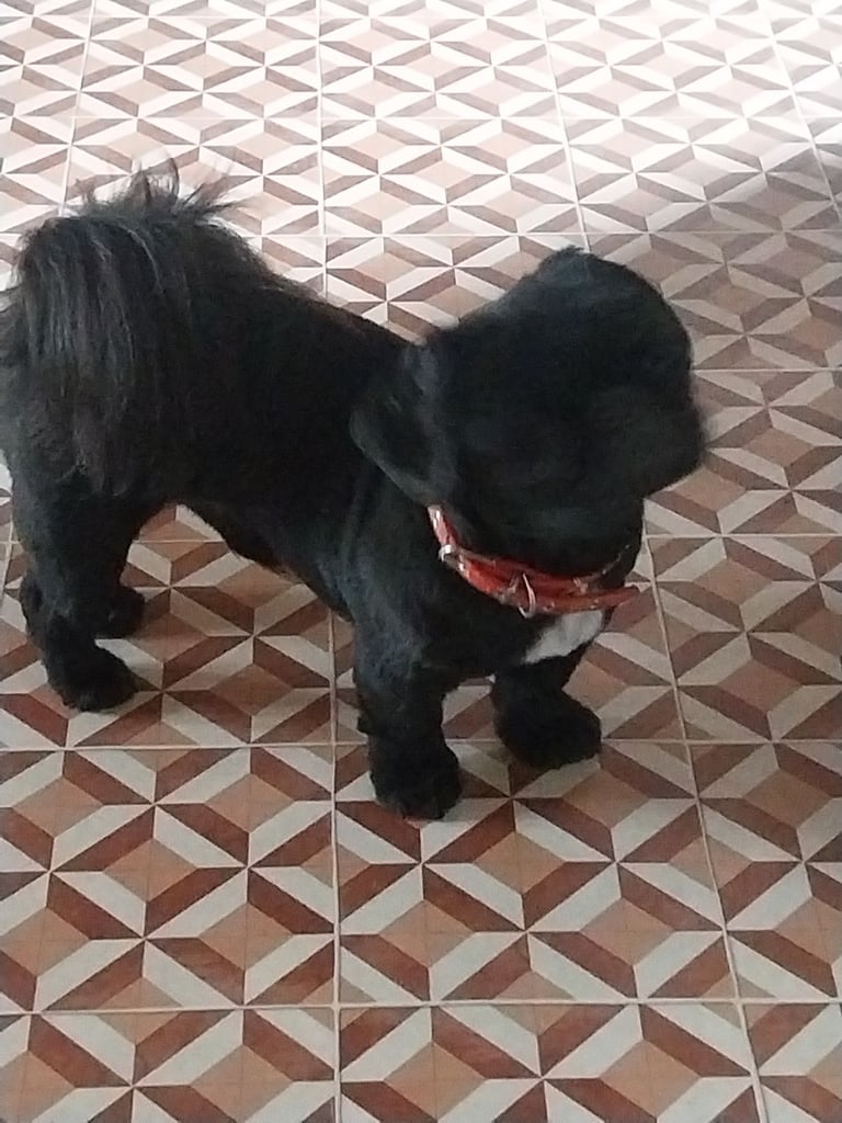 Pekingese for sale