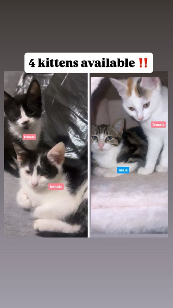 4 kittens (caption) 