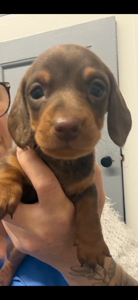 Miniature dachshund puppies 
