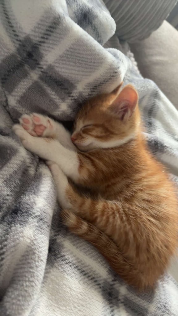 Adorable kittens for sale