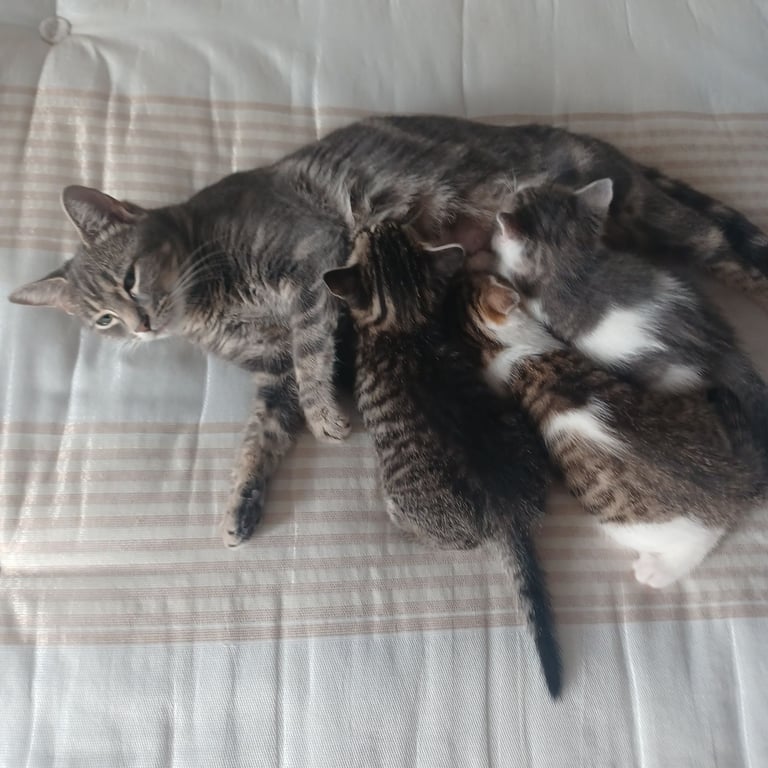 image for Kittens