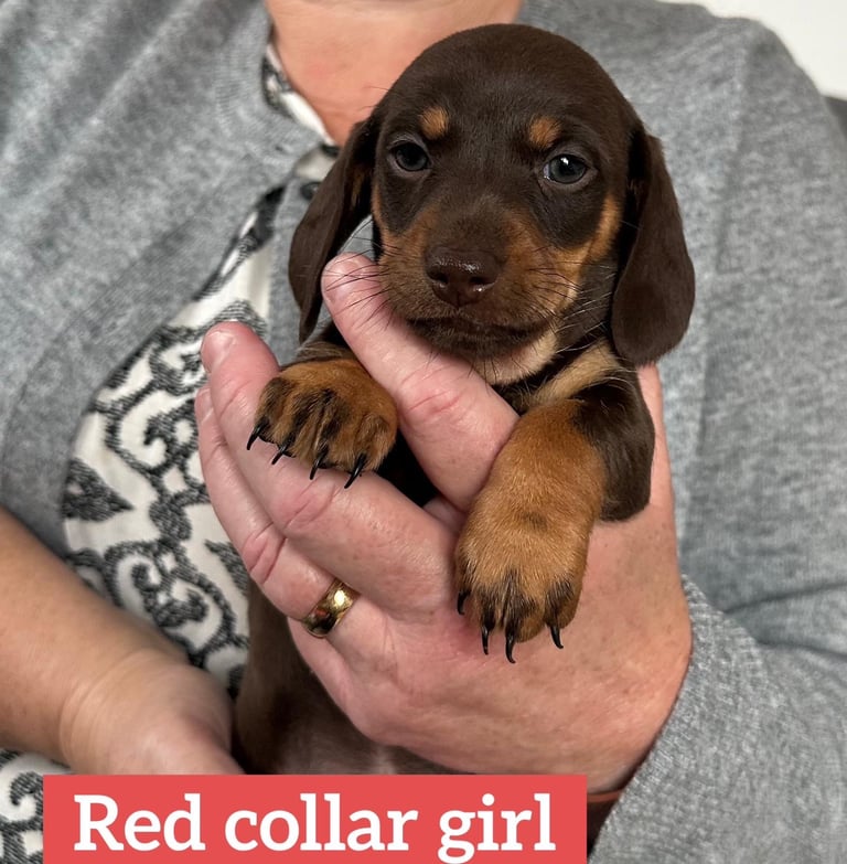 Miniature dachshund puppies *READY TO LEAVE*