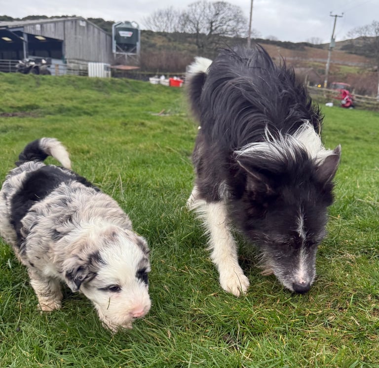 Bearded Collie pups
