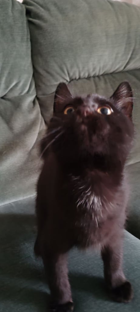 image for 12 weeks old  kitten