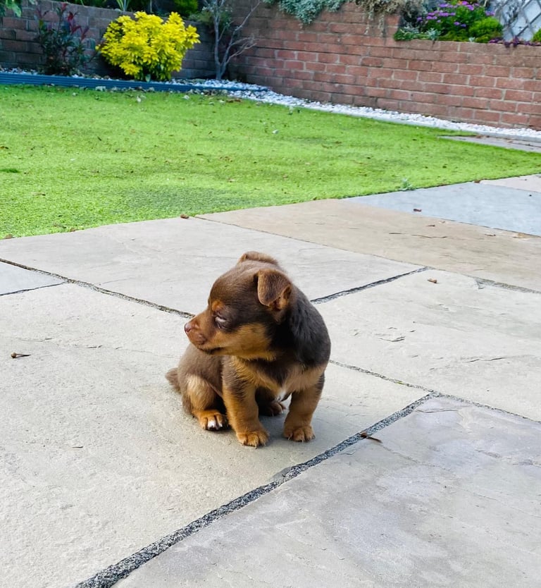 Gorgeous Miniature Jack Russell Puppy For Sale