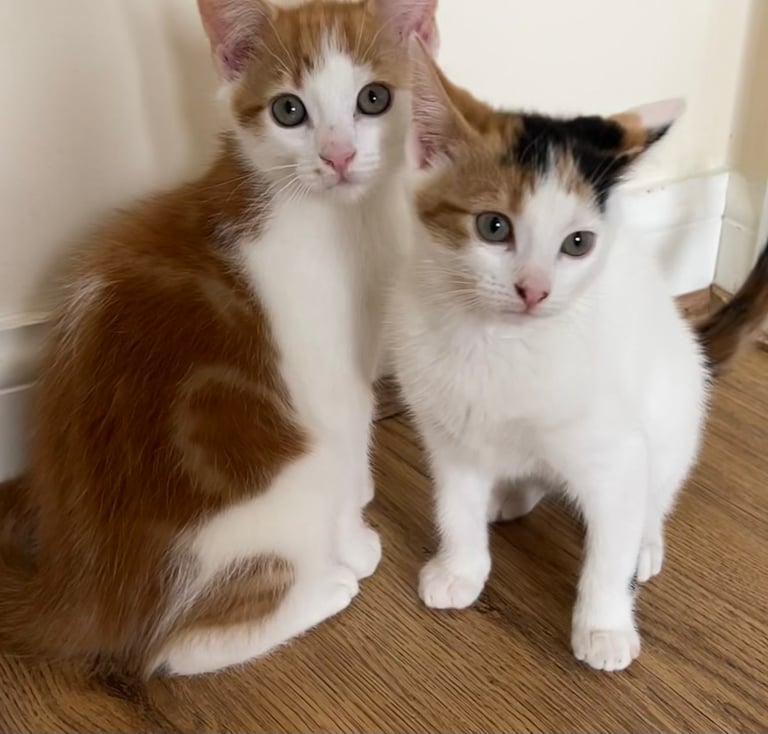 Adorable kittens are looking for a loving home 