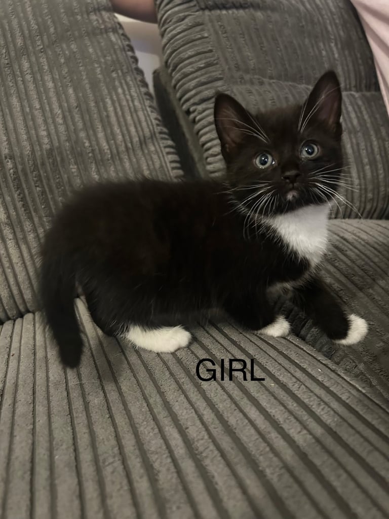 Kittens, 8 weeks, black and white, 1 x girl, 4 x boys, ready now 