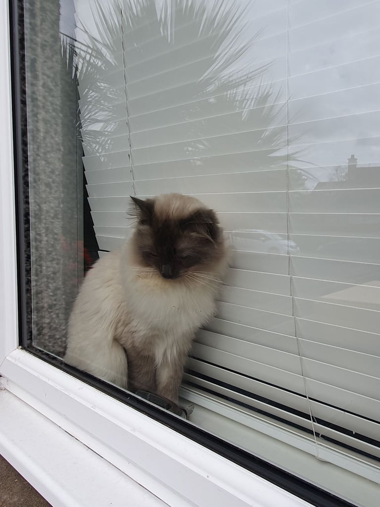 Ragdoll kittens for sale 