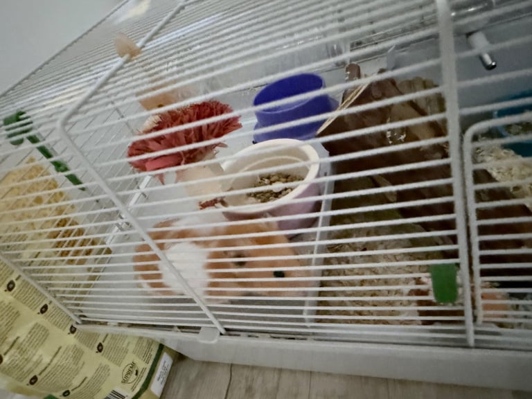 Male Hamster with cage - Free