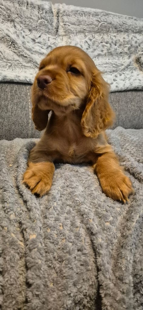  cocker spaniel 10 weeks old