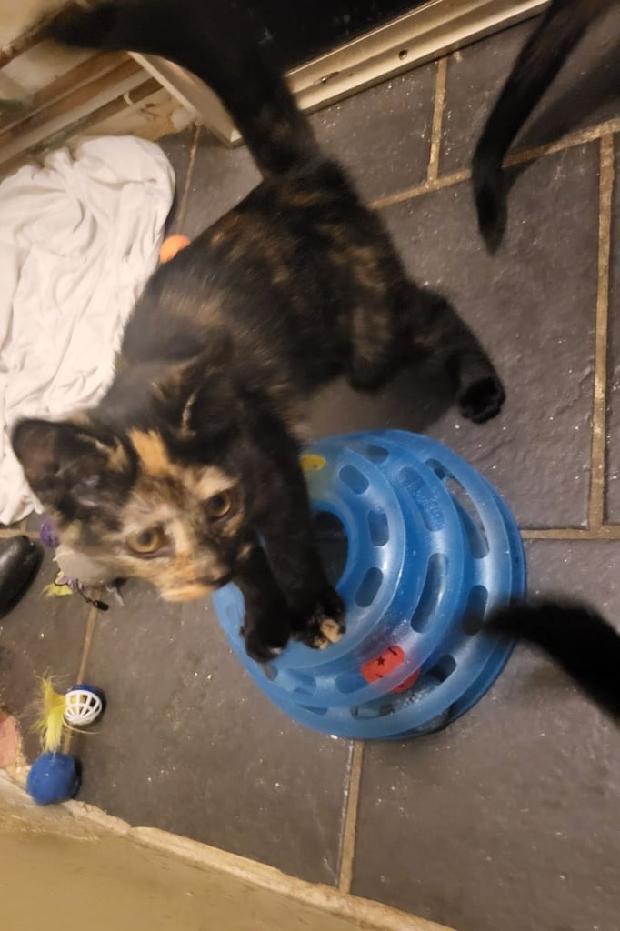 Girls tortoiseshell 