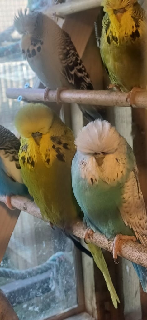 Exhibition Budgies 