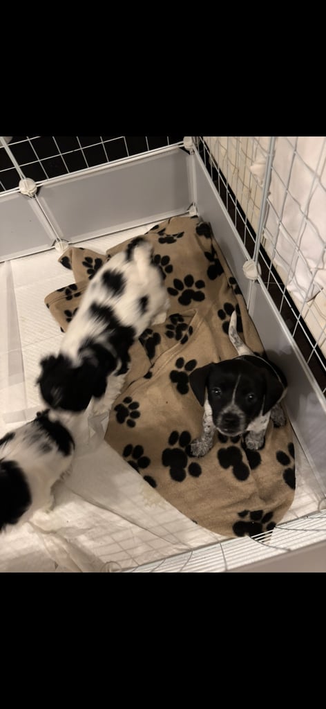 Mixed breed puppies