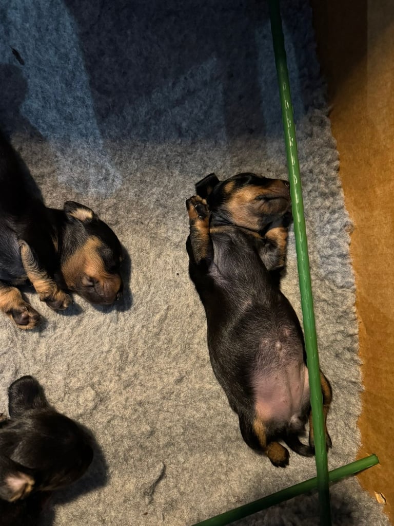 Miniature Dachshund Puppies   **Ready soon**