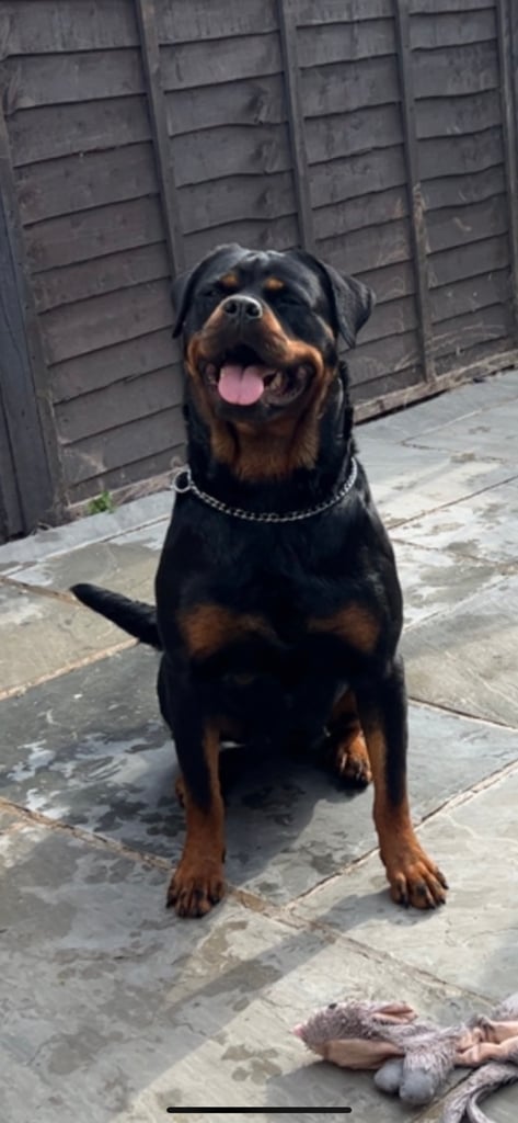 Rottweiler bitch  2 years old 