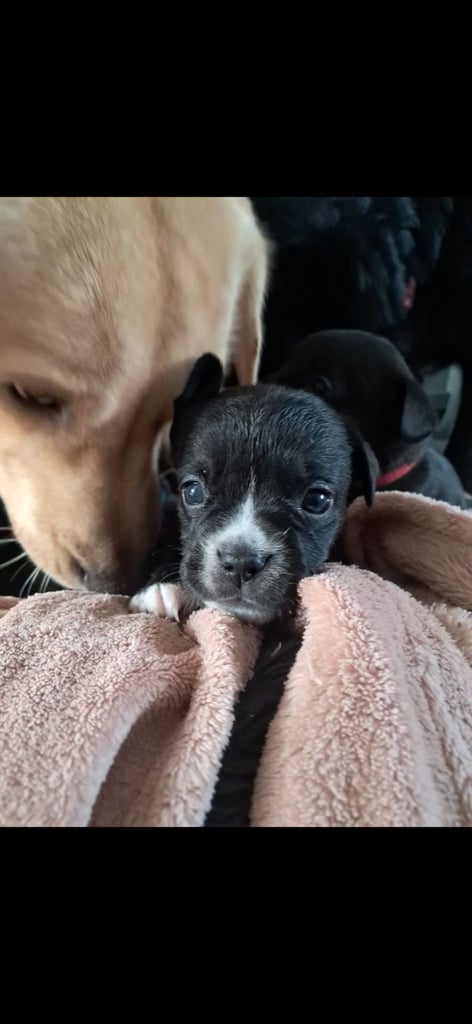 Frenchbulldog cross puppies 5 left 