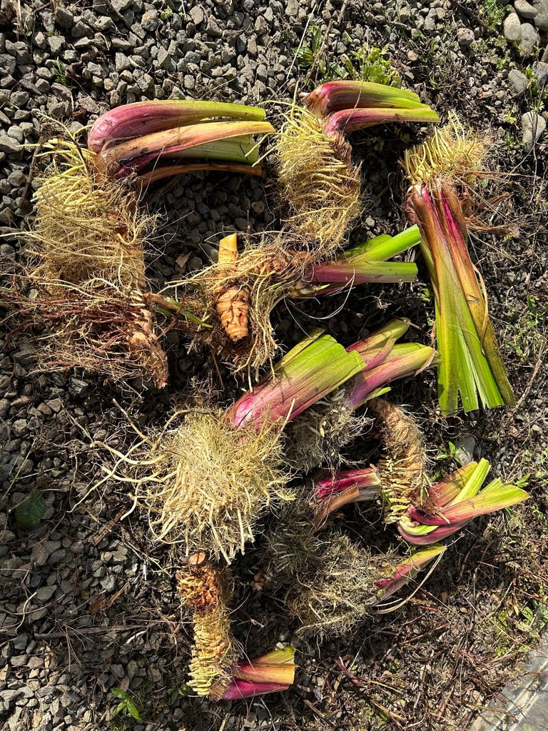 YELLOW FLAG IRIS PLANTS 