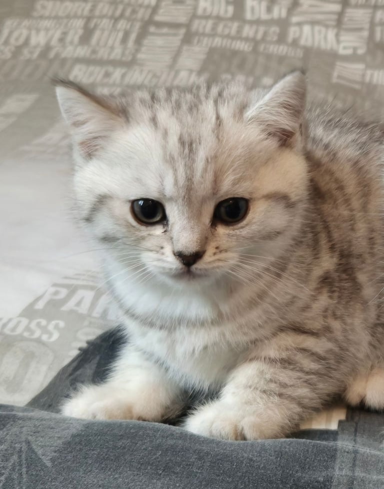 British shorthair kitten (FEMALE)