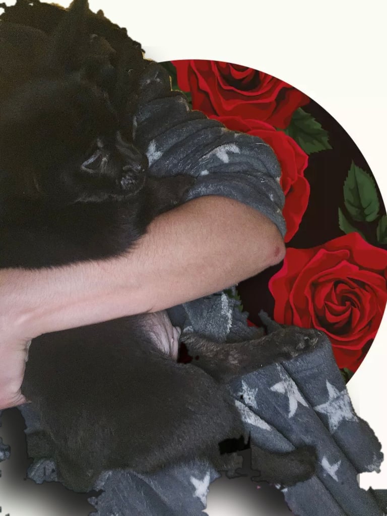 Fluffy Frenchie poms ❤️⭐️