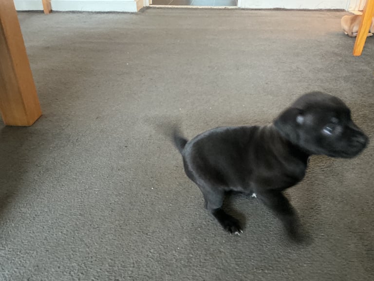 Staff x BullMastiff 4 Left 