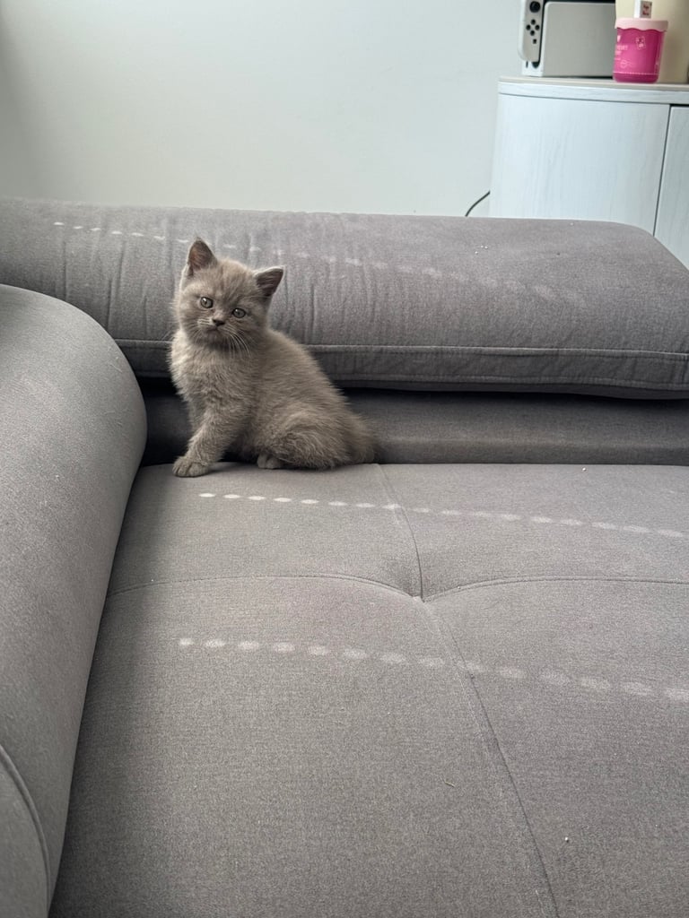 British shorthair kittens 