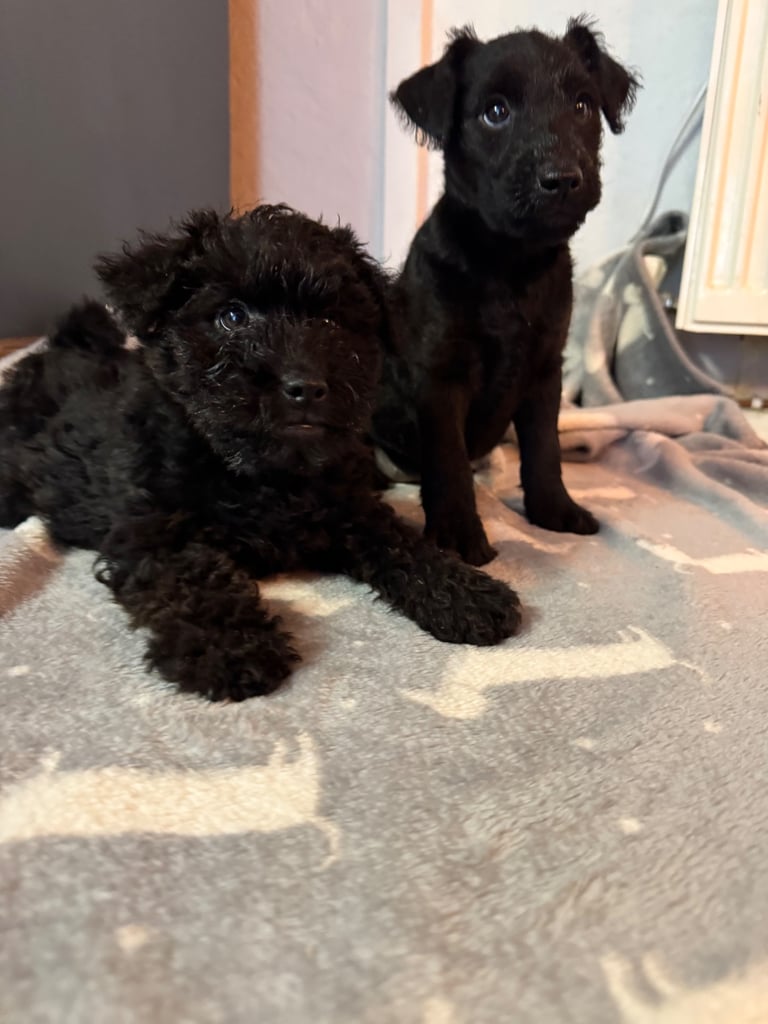 Dog Breed Lakeland Terrier Poodle Mix Lakeland-terriers Dogs