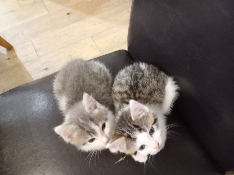 Three stunning kittens available this weekend 