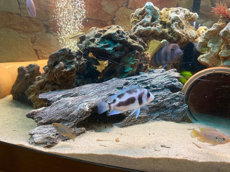 Tanks and fish for sale.