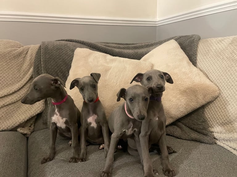 ⭐️⭐️ gorgeous whippet puppies⭐️⭐️