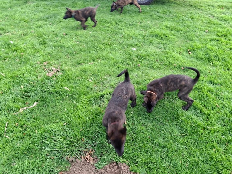 5 Dutch Shepherd Pups